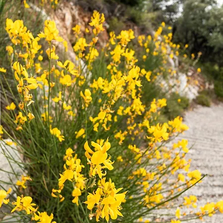 Garden Skiathos